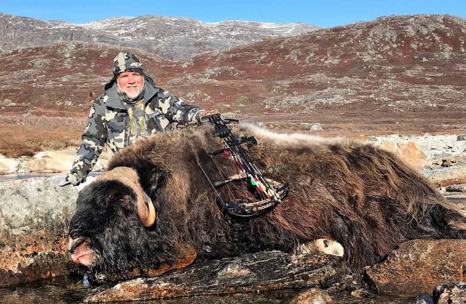 Muskox bow hunting